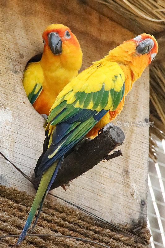 一对太阳conure (Aratinga solstice)的特写图像，鹦鹉从木巢箱的入口向外看，配偶栖息在洞旁边，聚焦于前景